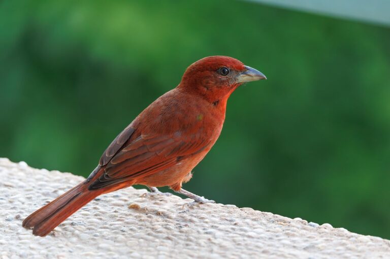 Top 10 birding spots i Danmark